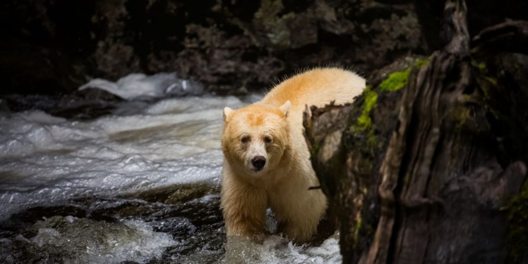Comment connaître son animal totem ? - Connaitre