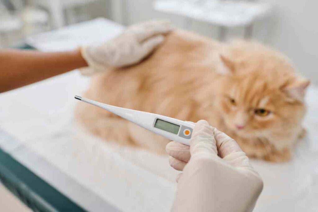 que faire si mon chat a de la fievre ?