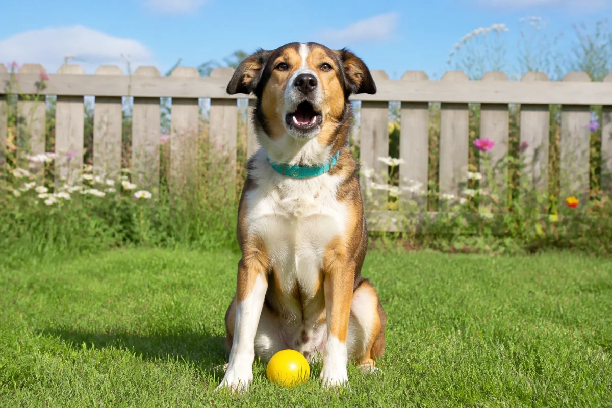 Chien brun et blanc aboyant dans un jardin, illustrant le vocabulaire des animaux et le verbe « aboyer »